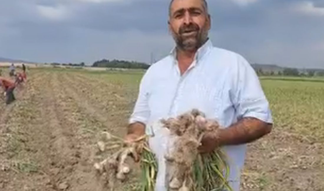 Boğazlıyan’da Sönmezler Tarım, yerli mor sarımsak hasadını tamamladı; ürünler pazara