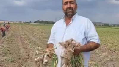 Boğazlıyan’da Sönmezler Tarım, yerli mor sarımsak hasadını tamamladı; ürünler pazara