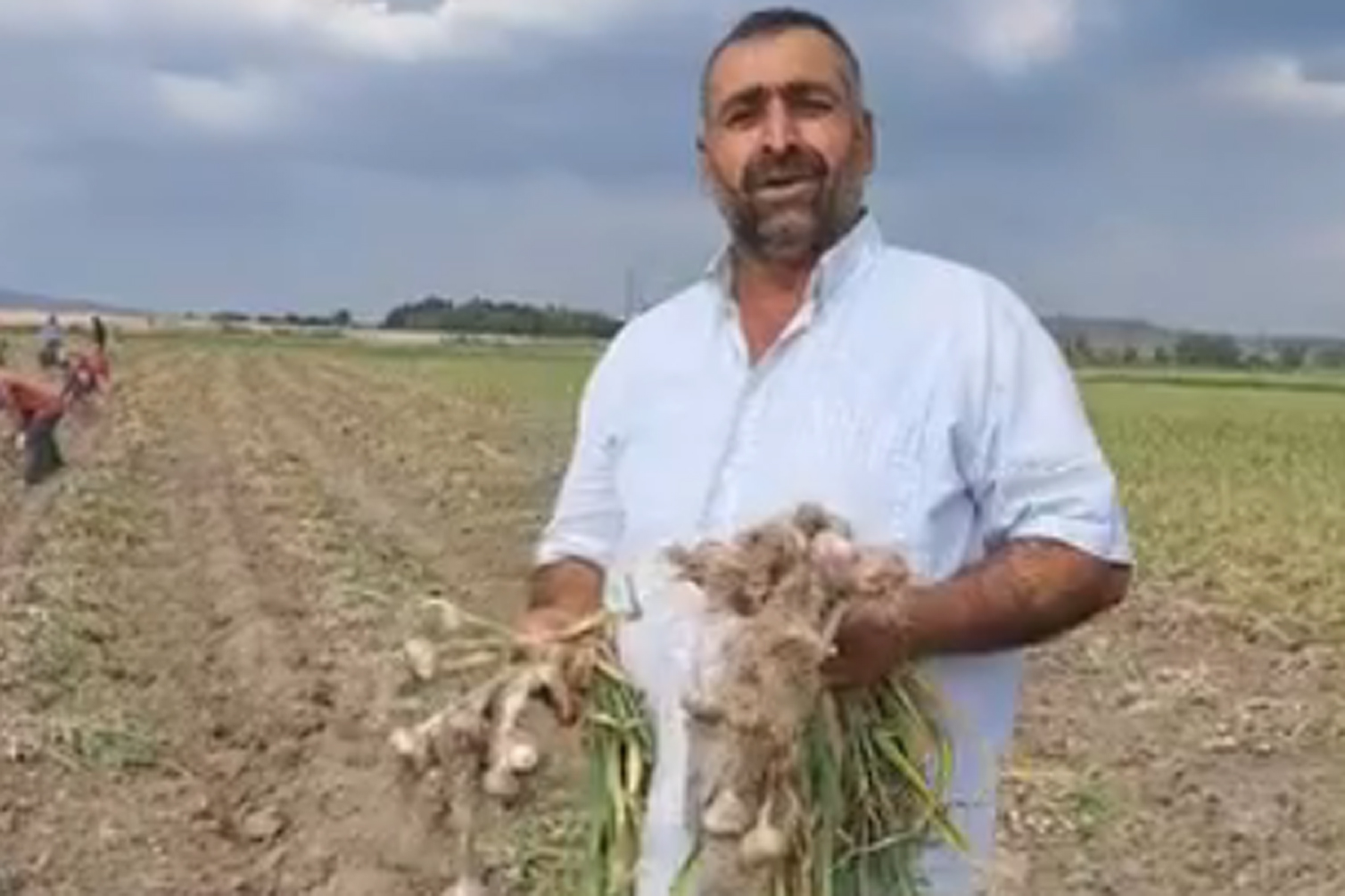 Boğazlıyan’da Sönmezler Tarım, yerli mor sarımsak hasadını tamamladı; ürünler pazara
