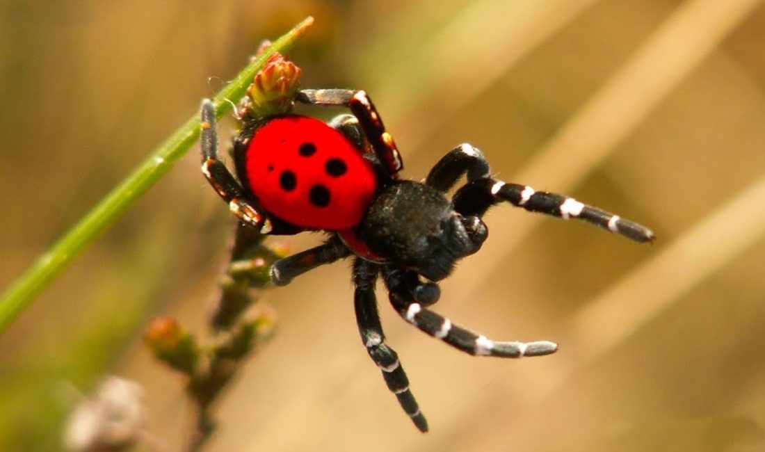 Yozgat’ın Sorgun ilçesi Beğendik Mahallesi’nde, halk arasında “zehirli uğur böceği”