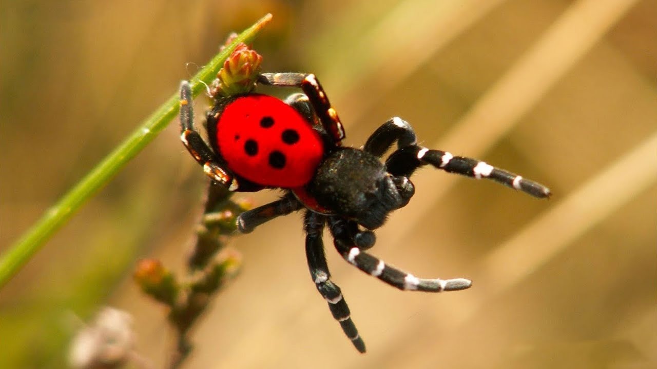 Yozgat’ın Sorgun ilçesi Beğendik Mahallesi’nde, halk arasında “zehirli uğur böceği”