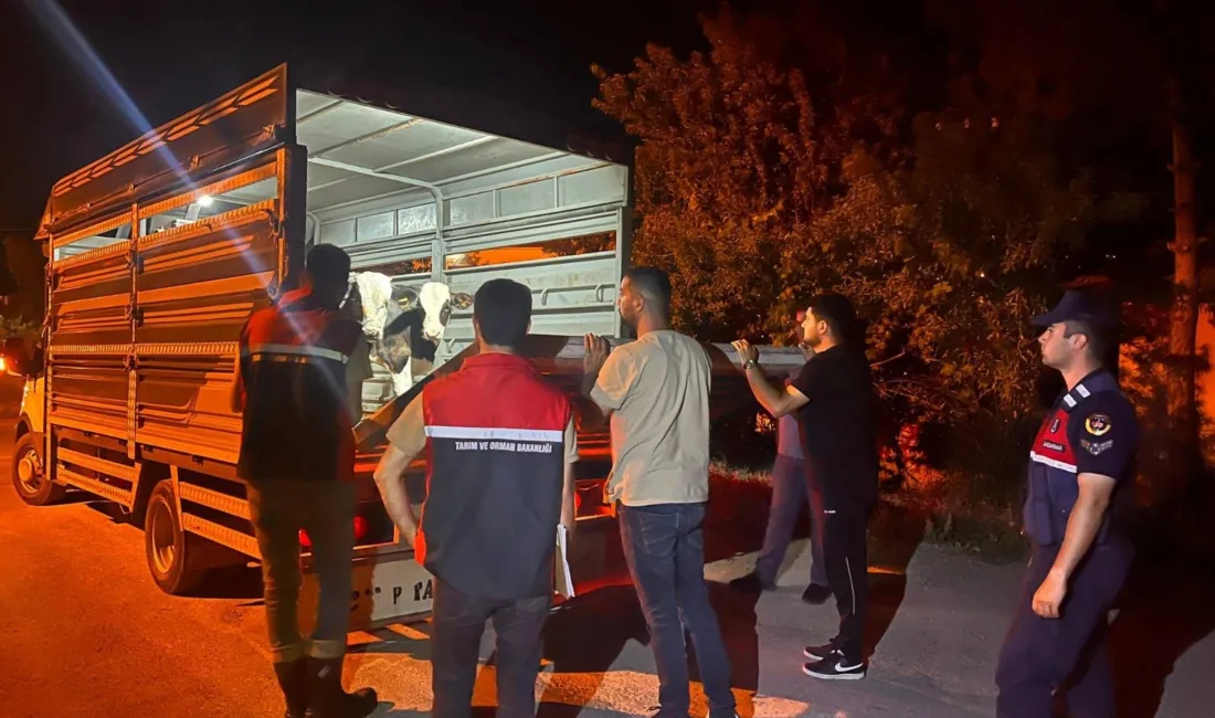 Yozgat Çayıralan’da şap hastalığı karantinasını ihlal ederek büyükbaş hayvan sevkiyatı