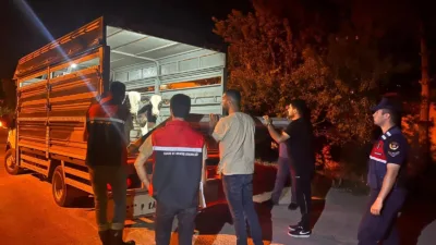 Yozgat Çayıralan’da şap hastalığı karantinasını ihlal ederek büyükbaş hayvan sevkiyatı