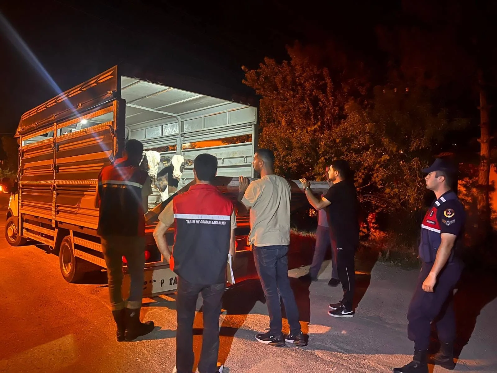 Yozgat Çayıralan’da şap hastalığı karantinasını ihlal ederek büyükbaş hayvan sevkiyatı