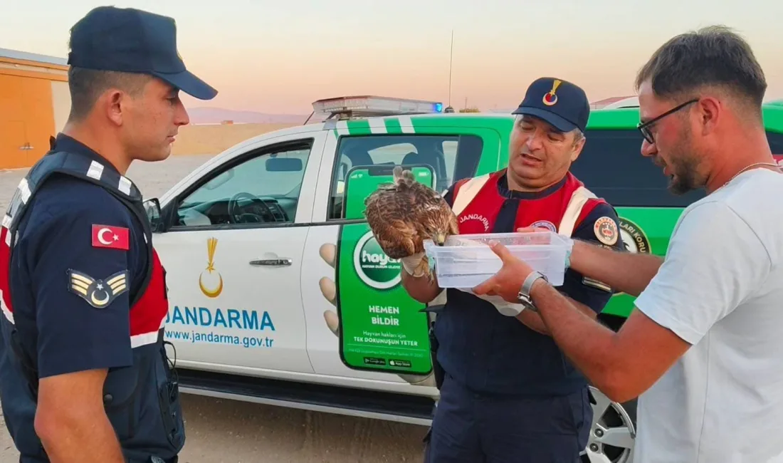Yozgat jandarma ekipleri, Yenipazar’da yaralı bulunan şahini koruma altına alarak