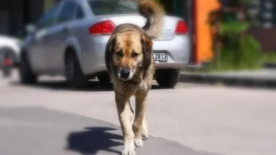 Yozgat’ın Yenifakılı ilçesinde başıboş köpekler köyde paniğe yol açtı. Sahibine