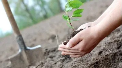 Boğazlıyan Cumhuriyet Başsavcısı Fatih Soydoğan, 11 Kasım Milli Ağaçlandırma Günü