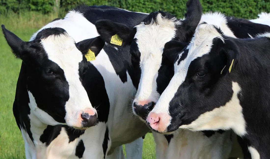 Yozgatlı hayvan yetiştiricileri için Tarım ve Orman Bakanlığı tarafından hazırlanan