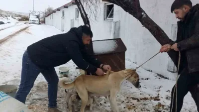 Yozgat genelinde sahipli hayvanlara mikroçip takılması çalışmaları devam ediyor. 