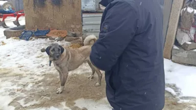 Yozgat Valiliği, sayılı Hayvanları Koruma Kanunu çerçevesinde yürütülen mikroçip uygulamasının
