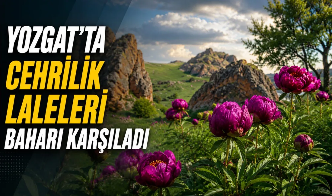 Yozgat'ın Gelin Kayası Bölgesi'nde açan Cehrilik laleleri, baharın gelmesiyle birlikte
