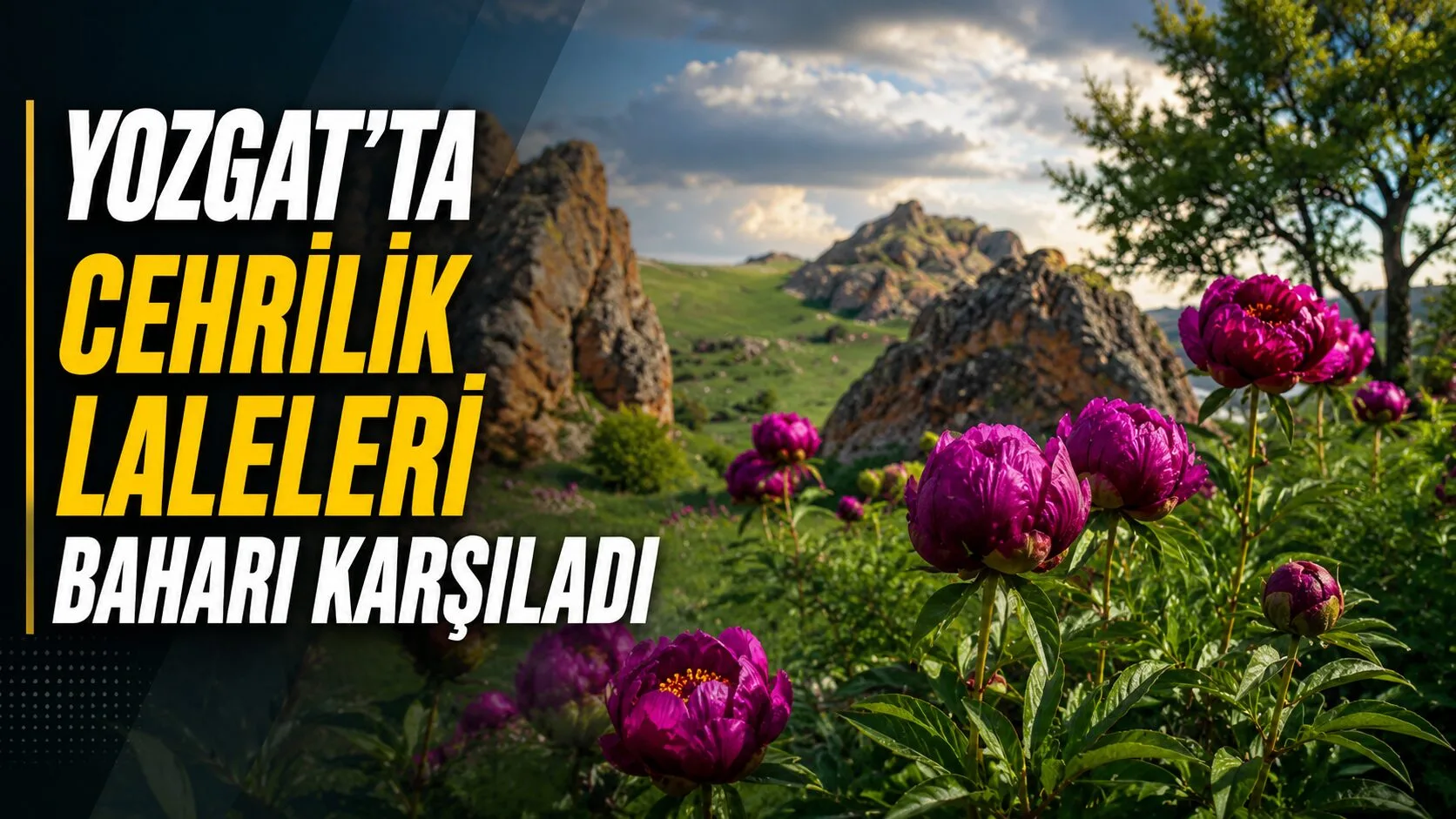 Yozgat'ın Gelin Kayası Bölgesi'nde açan Cehrilik laleleri, baharın gelmesiyle birlikte