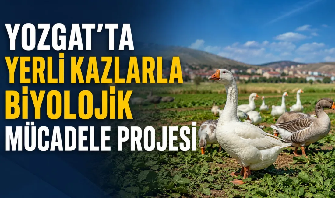 Yozgat Bozok Üniversitesi ve TAGEM işbirliğiyle yerli kaz ırkını geliştirmek