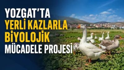 Yozgat Bozok Üniversitesi ve TAGEM işbirliğiyle yerli kaz ırkını geliştirmek