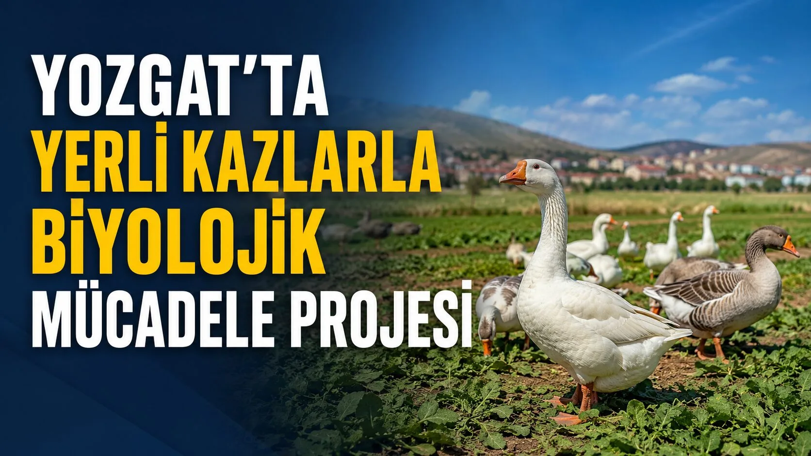Yozgat Bozok Üniversitesi ve TAGEM işbirliğiyle yerli kaz ırkını geliştirmek