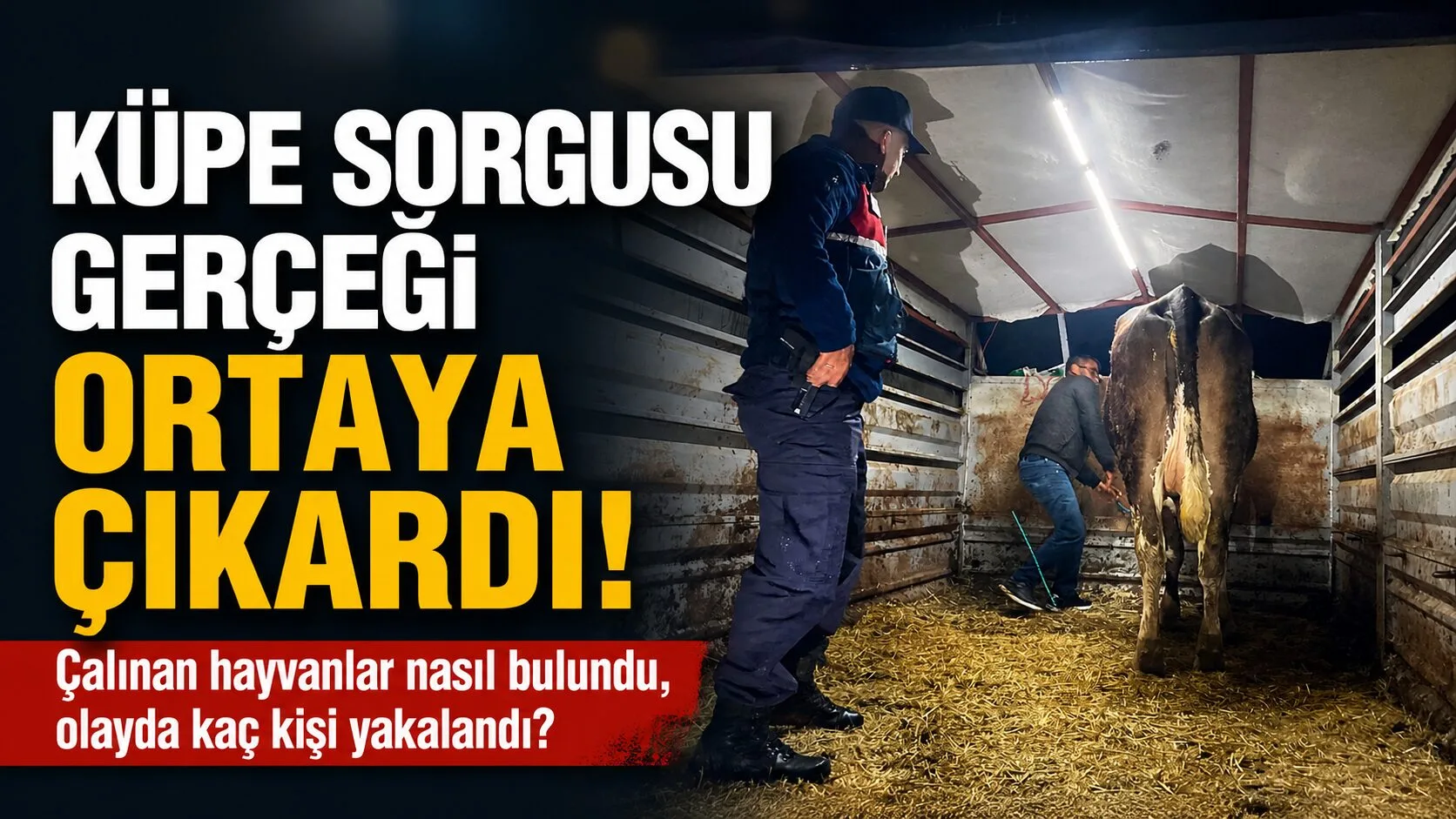 Yozgat İl Jandarma Komutanlığı, Yenifakılı'da devriye sırasında başıboş bir büyükbaş
