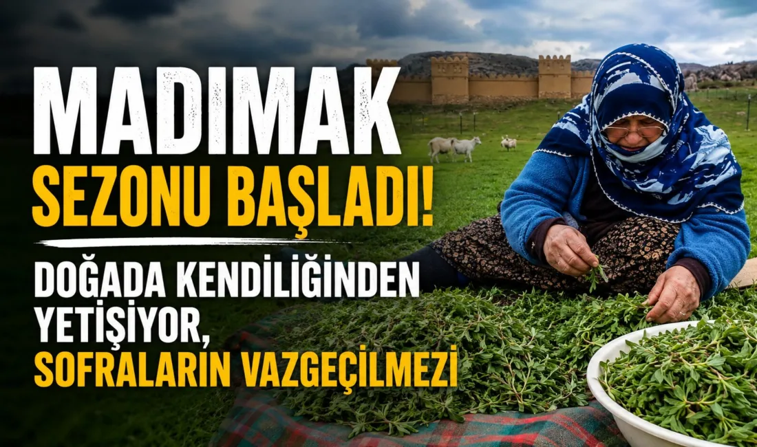 İlkbaharın gelmesiyle birlikte madımak yeniden toprak yüzüne çıktı. Yöre halkının