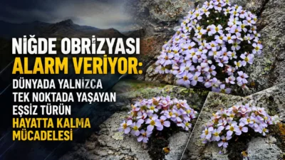 Türkiye’nin endemik bitki zenginliği içinde özel bir yere sahip olan