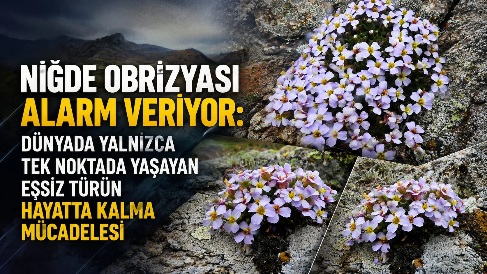 Türkiye’nin endemik bitki zenginliği içinde özel bir yere sahip olan