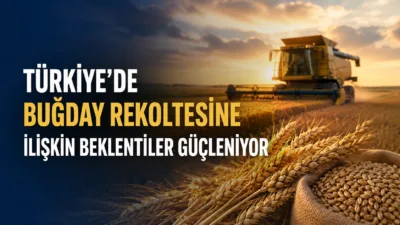 Ulusal Hububat Konseyi'nin yayımladığı rapora göre, Türkiye'de buğday rekoltesinin 2023