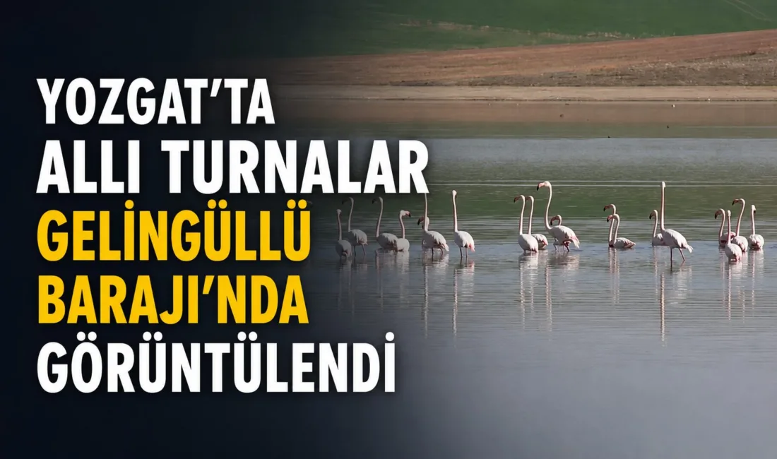 Yozgat'taki Gelingüllü Barajı, göç yolculuğundaki allı turnalara ev sahipliği yapıyor.