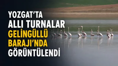 Yozgat'taki Gelingüllü Barajı, göç yolculuğundaki allı turnalara ev sahipliği yapıyor.