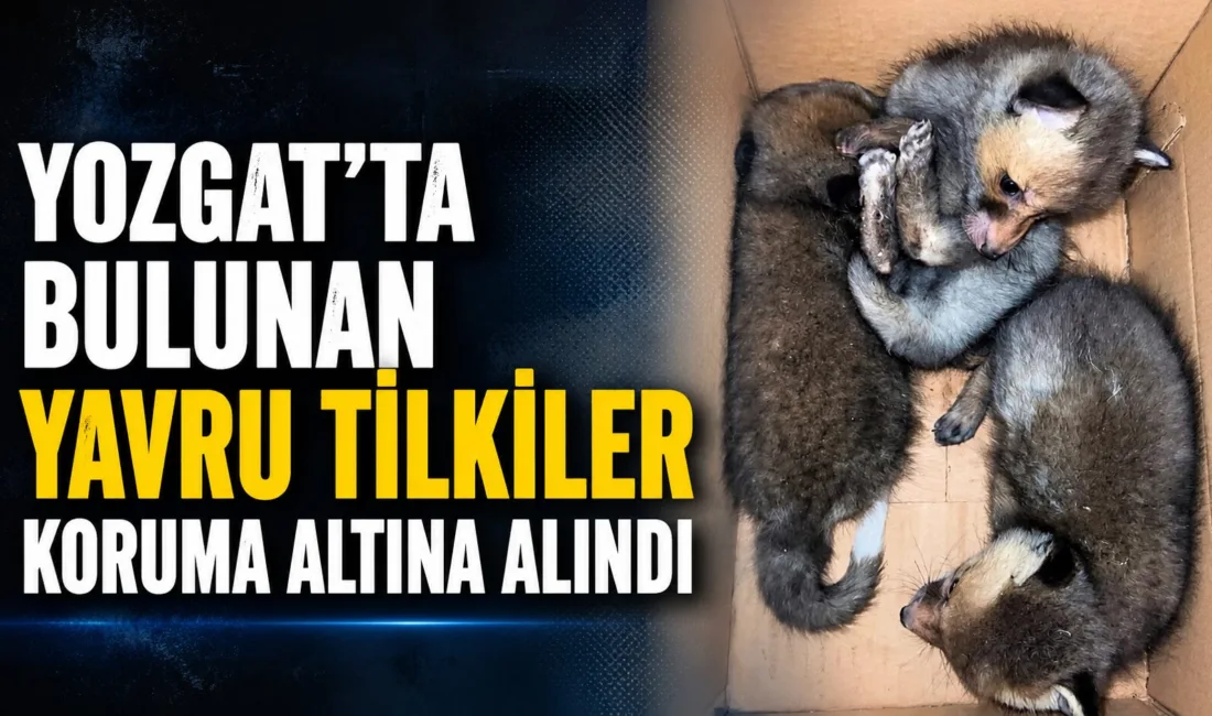 Yozgat'ın Saraykent ilçesinde bulunan üç yavru tilki, Doğa Koruma ve