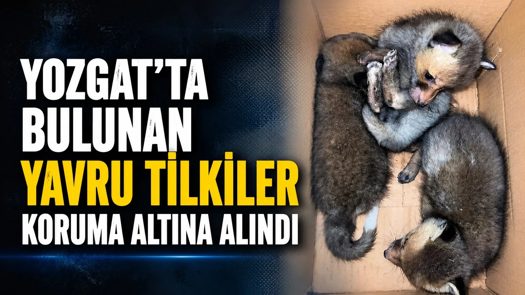 Yozgat'ın Saraykent ilçesinde bulunan üç yavru tilki, Doğa Koruma ve