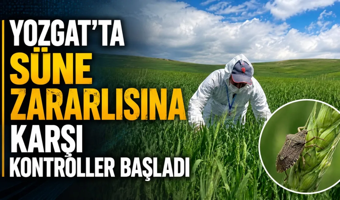 Yozgat'ta, buğday üretimini tehdit eden süne zararlısına karşı 14 ilçede