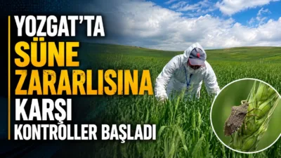 Yozgat'ta, buğday üretimini tehdit eden süne zararlısına karşı 14 ilçede