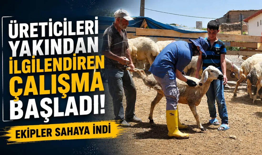 Hayvancılıkla uğraşan üreticileri ilgilendiren önemli çalışma hız kesmeden devam ediyor.